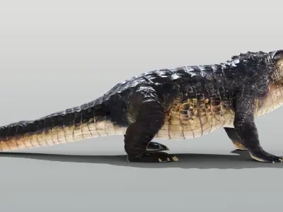 Realistic Crocodile Rigged Low-poly 3D model