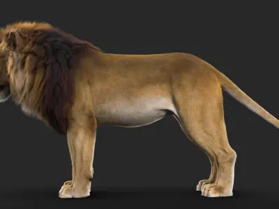 Realistic Lion Rigged  3D Model with XGen Fur- Animation  Ready Low-poly 3D model