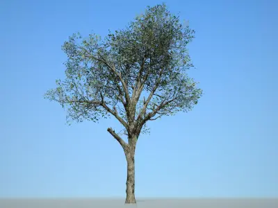 Broadleaf 002 Low-poly 3D model