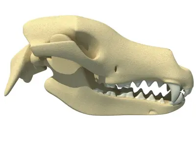 Bones of Dog Skull 3D model