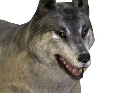 LowPoly Model Grey Wolf Low-poly 3D model