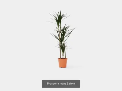 Collection of Dracaena Houseplant - 6 Models