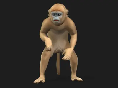 Monkey-A2 3D model