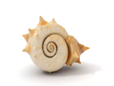 Spiral Conch model pack Low-poly 3D model
