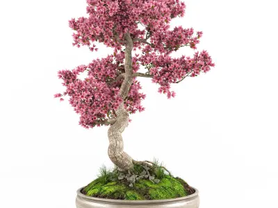 Sakura Bonsai tree 3D model
