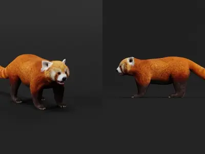 Red Pandas Mammal 3D model