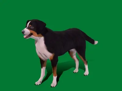 Appenzeller Sennenhund Dog 3D model