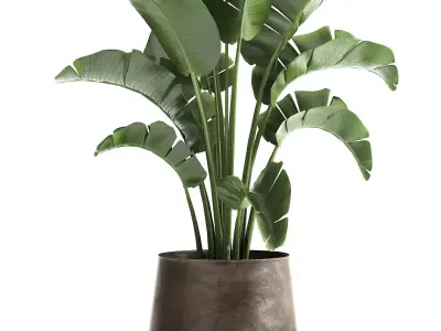 Houseplants in a black pot for the interior 916 3D model