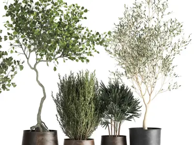 Houseplants in a flowerpot for the interior 1030 3D model