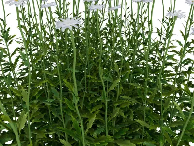 daisy Flower Low-poly 3D model