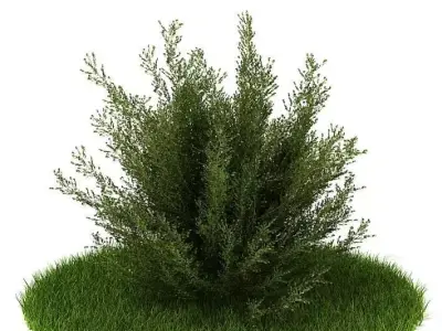 Green Medium Bush 3D model