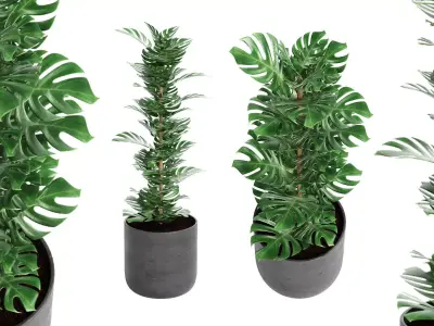 Indoor Plant 01 3D model purchase