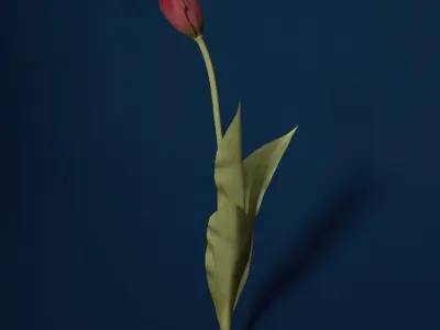 XfrogPlants Tulip 3D model