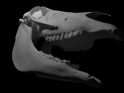 Full Horse Skull 3D model