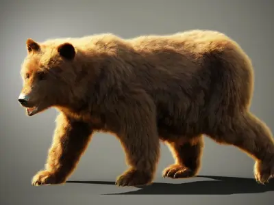 Marsican Bear Animated 3D model