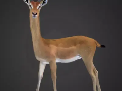 Gerenuk - Giraffe  Antelope  Realistic 3D model