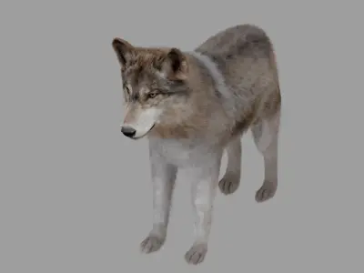 wolf with fur 3D model