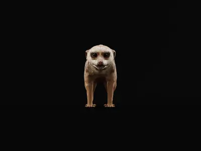 Slender Tailed Meerkat Mongoose 3D model