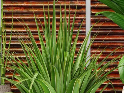 Plants collection pot 3D model