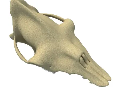 Camel Skull 3D model