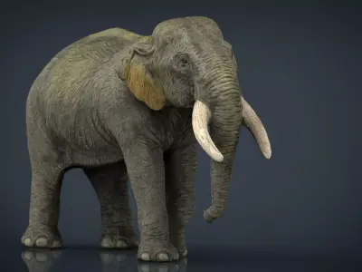 Asian Elephant Mother Low-poly 3D model