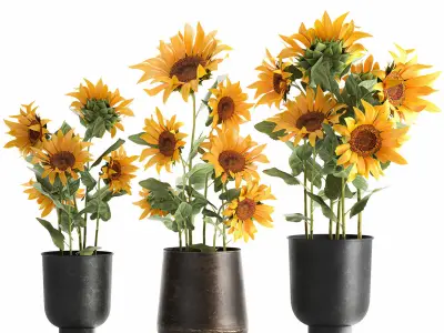 Sunflowers in a  flowerpot for the interior 1020 3D model