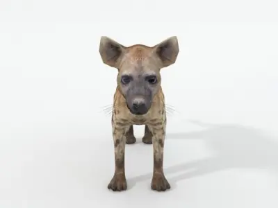 Hyena lion Low-poly 3D model