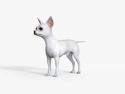 Cute 3D Chihuahua Dog Rigged 3D model