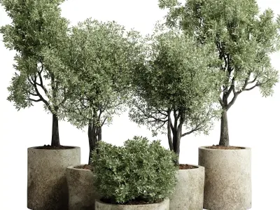 Collection outdoor plant 65 pot old olive tree concrete old vase 3D model