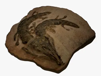 Realistic Crocodile Fossil 3D model