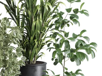 indoor plant set 338 ficus rubbery palm fern concrete vase Low-poly 3D model