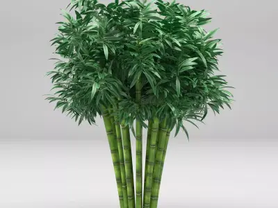 Bamboo plant 3D model