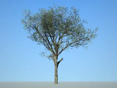 Broadleaf 002 Low-poly 3D model