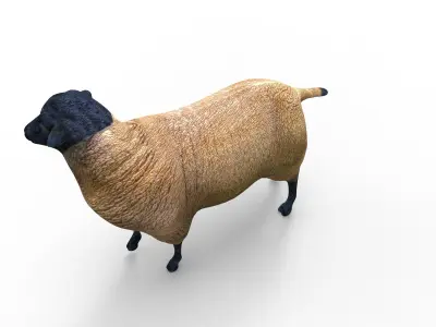 3D Sheep Rigged low poly  Low-poly 3D model
