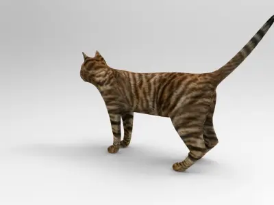 3d Cat wild low poly model Low-poly 3D model