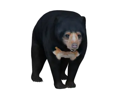 Sun Bear Low-poly 3D model