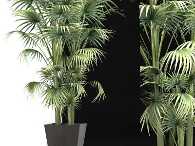 Plants Collection 191 Sabal Minor 3D model
