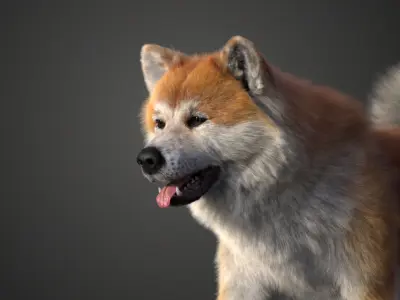 Akita Dog Animated VFX Grace 3D model
