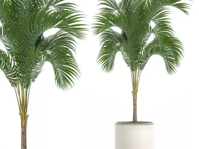 Decorative palm in a white flowerpot 516 3D model