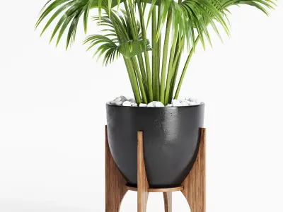 Indoor Plants 21-Chinese fan palm 3D model