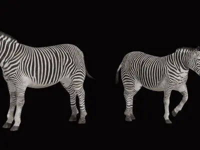 Imperial Zebra Low-poly 3D model