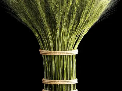 Decorative bouquet of green spikelets of wheat 286 3D model