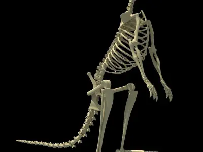 Animal Skeletons 3D model