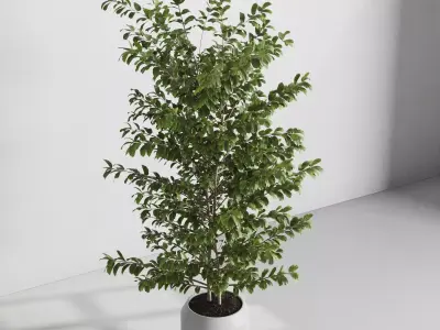 indoor plant set 540 3D model