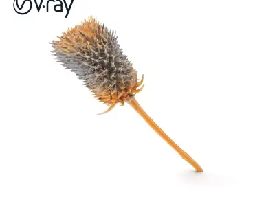 Thistle Model Pack  Detailed Botanical D Model Low-poly 3D model