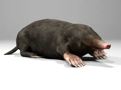 Mole Rigged Low-poly 3D model
