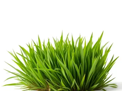 Lush Grass Foliage model pack Low-poly 3D model