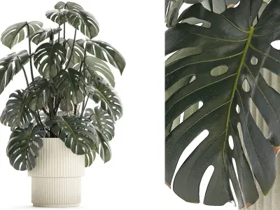 Beautiful Monstera bushes in a flower pot for decoration 1288 3D model