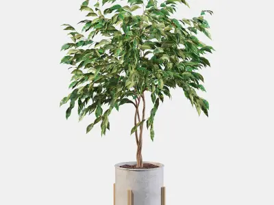 Ficus benjamina  3D model