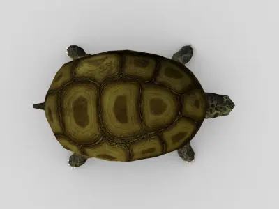 Swamp Turtle Low-poly 3D model